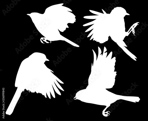 set of four flying tits silhouettes isolated on black