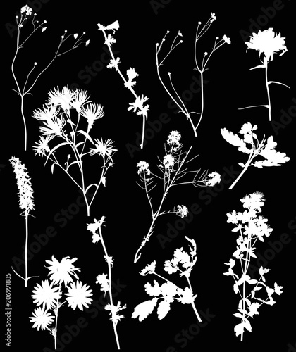 twelve white wild flowers set on black illustration