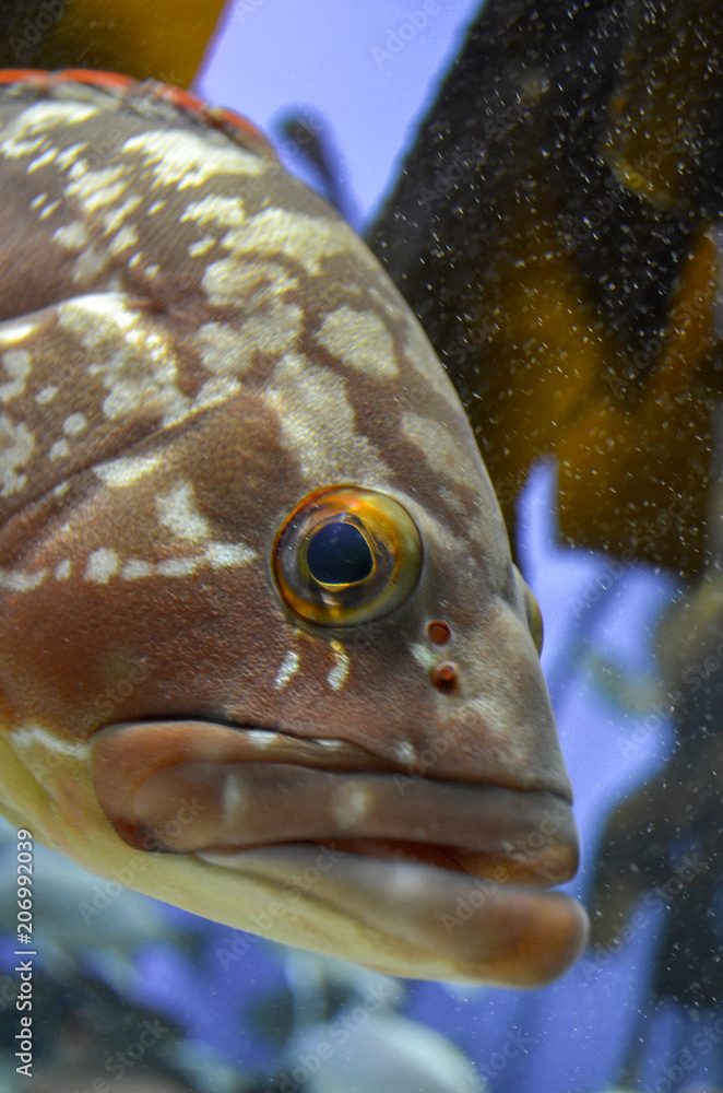 Face of fish with big lips in oceanarium Stock Photo