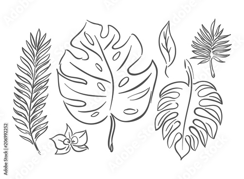 set of tropical leaves outline hand drawing