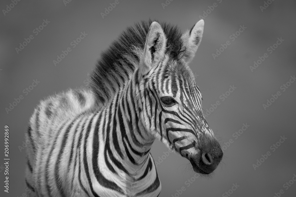 Fototapeta premium A Baby Zebra portrait in Black and white with grey background.