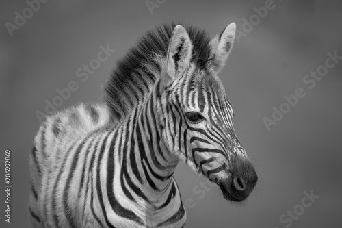 A Baby Zebra portrait in Black and white with grey background.
