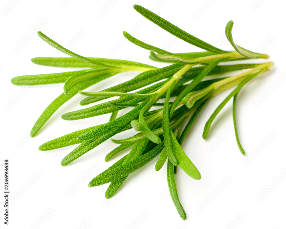 Fototapeta premium fresh herb, fresh rosemary isolated on white