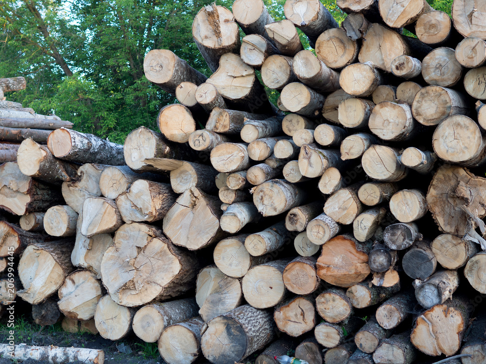 Stack of freshly cut trees in a forest Stack of freshly cut trees in a forest