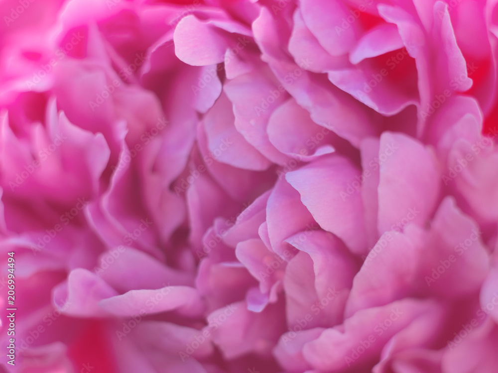 Beautiful pink peony macro close - up. Blooming spring flowers