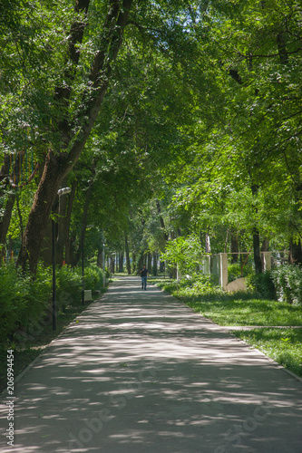 sidewalk walking pavement alley path with trees in park. nature landscape. summer walk.