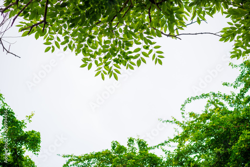 abstract  Green leaf pattern nature dark green background.