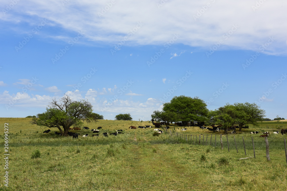 Steers fed on pasture, La Pampa, Argentina Steers fed on pasture, La Pampa, Argentina