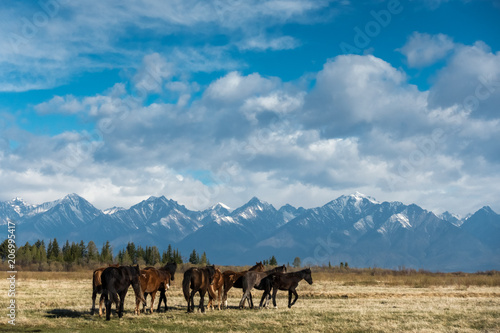 A herd of horses in the field © tilpich