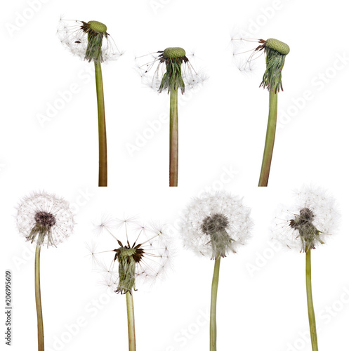 Fototapeta Naklejka Na Ścianę i Meble -  seven isolated white old dandelions