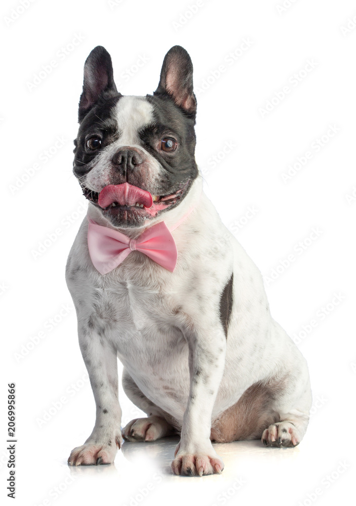 french bulldog sitting with a pink bow tie
