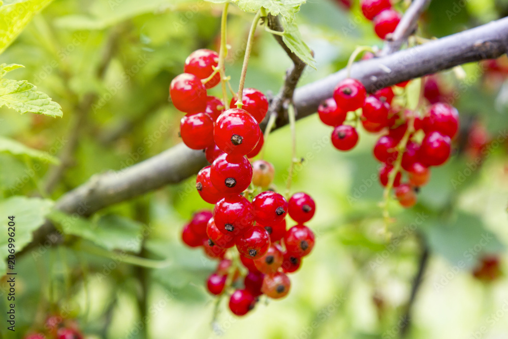 red currant under sunlight. Healthy organic food.