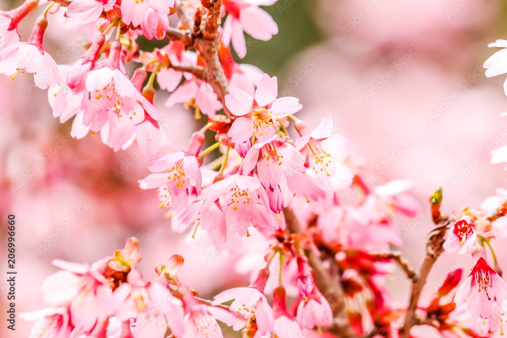 Fresh of Beautiful pink cherry blossom Sakura flower at shibazakura festival , Yamanashi, Kawaguchiko Fresh of Beautiful pink cherry blossom Sakura flower at shibazakura festival , Yamanashi, Kawaguchiko