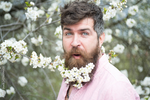 Surprised bearded man having fun in blooming garden. Cheerful handsome man with white petals in beard enjoying fresh aroma of flowering trees. Hipster on natural background, spring time concept