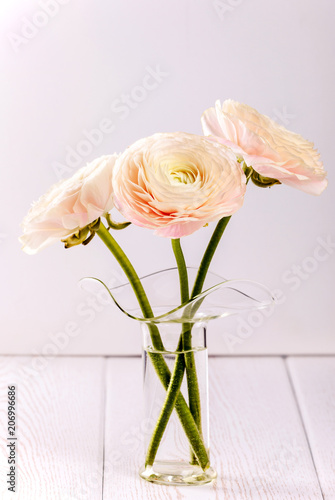 Pink ranunculus flowers