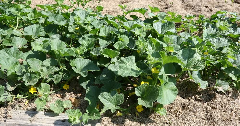 Cantaloupe vines in a garden Cantaloupe vines in a garden