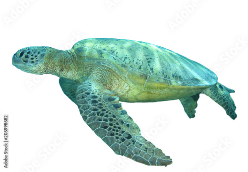 Turtle isolated. Green Sea Turtle on white background 