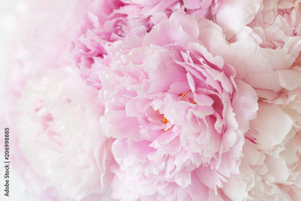 Fototapeta piękny różowy piwonia kwiat tło