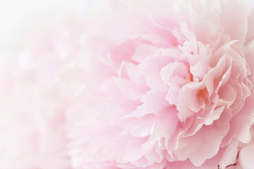 Papier peint photo Pivoines Gros plan sur pivoine rose vibrante  © Olga Miltsova