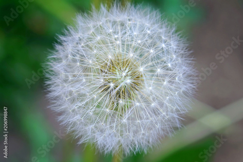 Dandelion. White fluffy hat