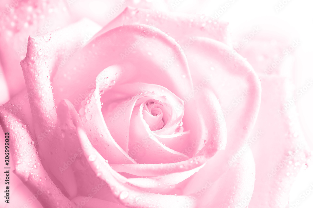 Beautiful pink rose with drops, floral motif wallpaper Beautiful pink rose with drops, floral motif wallpaper
