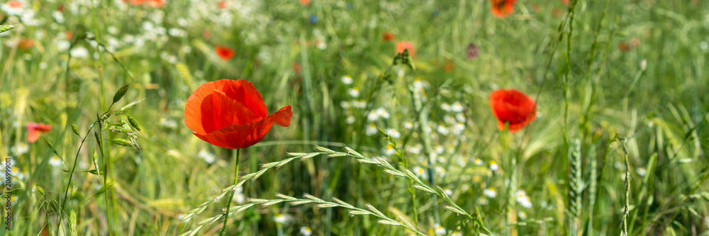 Mohnblumen auf einer grünen Wiese, Panorama Mohnblumen auf einer grünen Wiese, Panorama