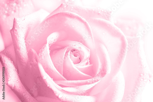 Beautiful pink rose with drops, floral motif wallpaper