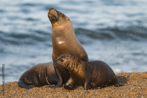 Mother and baby seal, Peninsula Valdes, Patagonia, Argentina