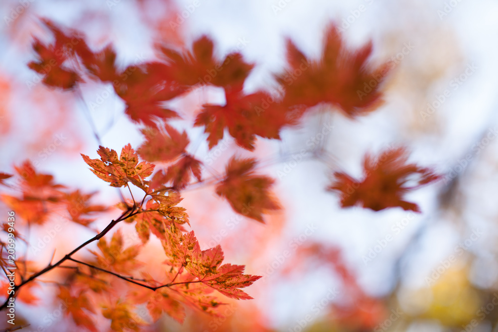 Beautiful nature wallpapers at sunny autumn day in a forest