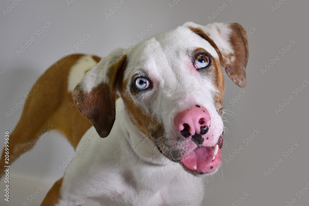 Dotted shelter dog with beautiful eyes, in studio, white isolated background Dotted shelter dog with beautiful eyes, in studio, white isolated background