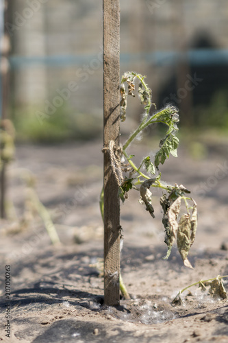 The dried bush of a tomato. The plant withered from lack of water. World Drought. wilted pot plant. drought. dried plants