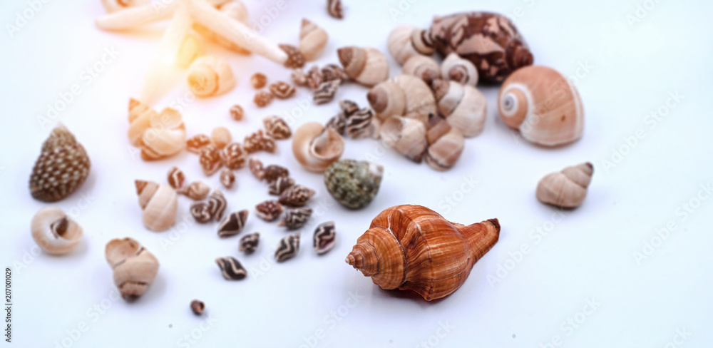 The different kind of seashell put on white background,warm light tone,blurry light design background The different kind of seashell put on white background,warm light tone,blurry light design background