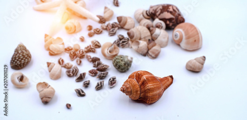 The different kind of seashell put on white background,warm light tone,blurry light design background