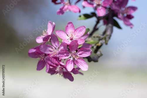 Malus royalty, ornamental apple tree, springtime, purple pink flowers on branches photo