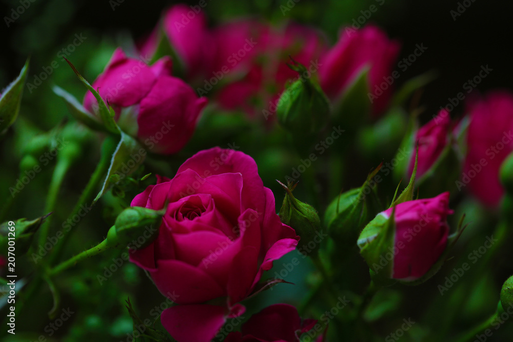 Bouquet of flowers with roses and other plants close up Bouquet of flowers with roses and other plants close up
