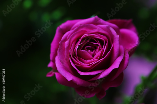 Bouquet of flowers with roses and other plants close up