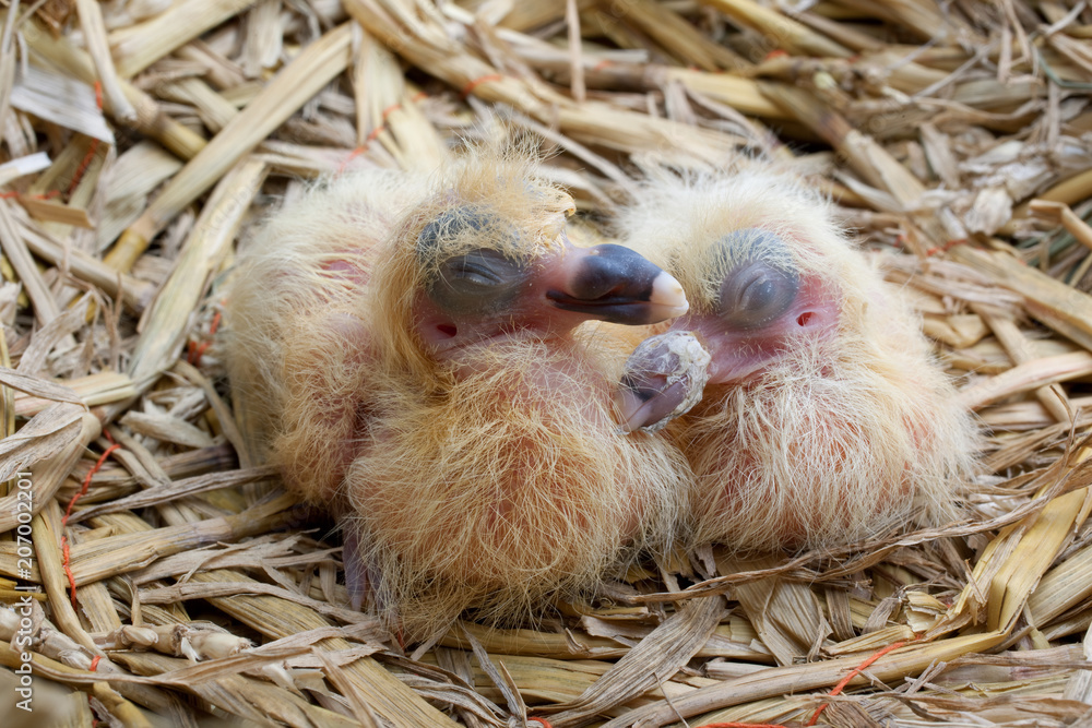 New-born young pigeons. New-born young pigeons.
