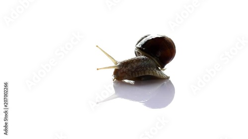 Snail crawling on a white background