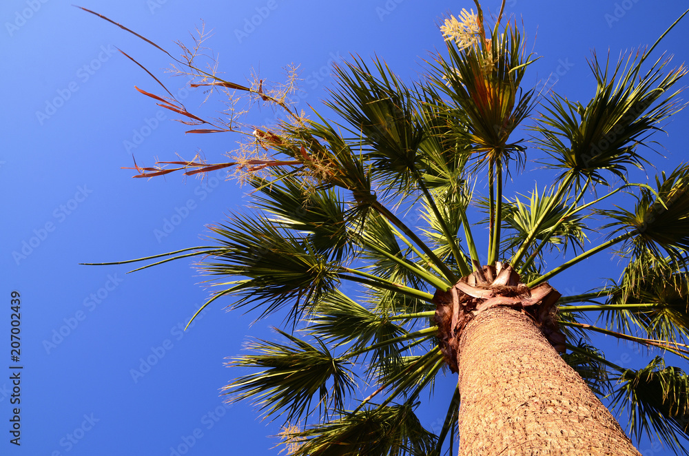 Naklejka premium Flowering Washington palm tree or Mexican fan palm,Washingtonia robusta against blue sky in Tenerife,Canary Islands,Spain.Tropical summer background.