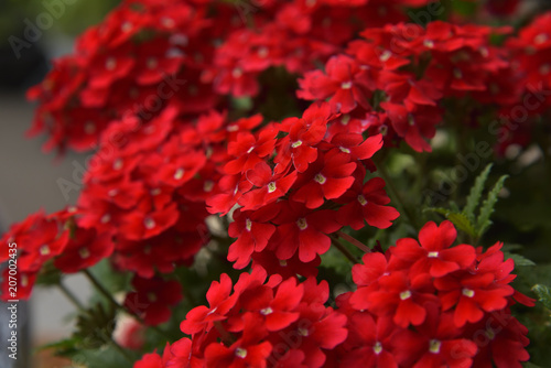 Red Verbena hybrida