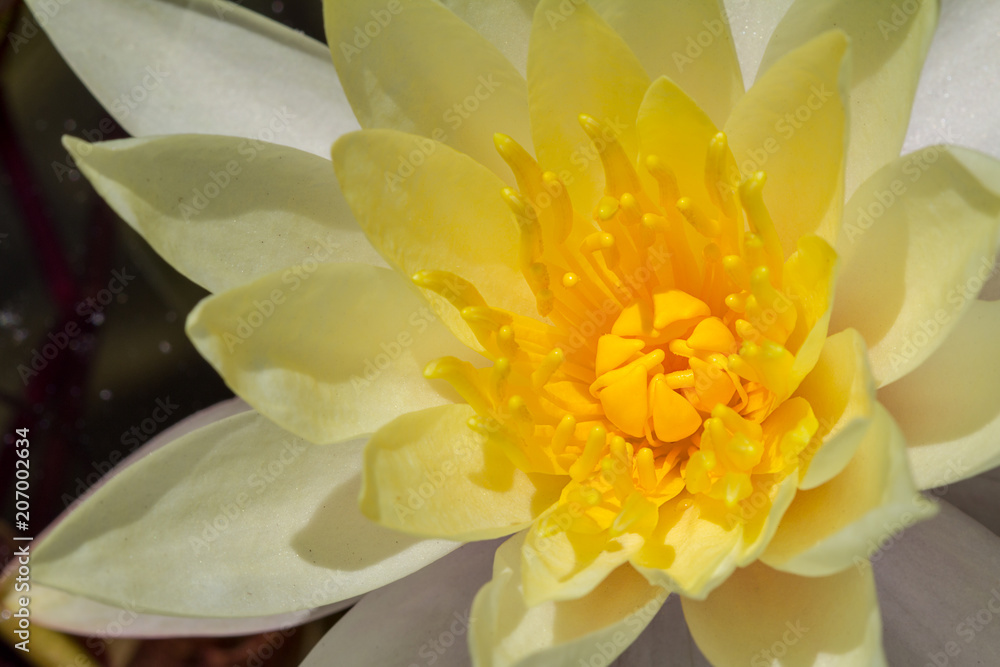 Obraz premium close-up detail of a yellow water lily flower in full bloom.