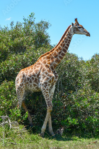 Giraffe in wild. in full height