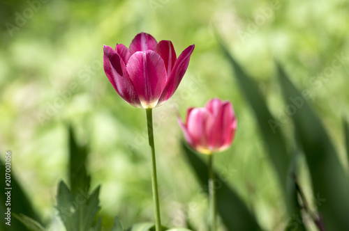 Two common beautiful bright pink tulip with green leaves in spring time garden in bloom  flowering ornamental plant