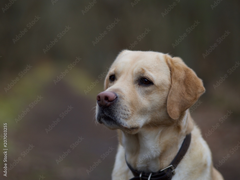Labrador | Alma Labrador | Alma