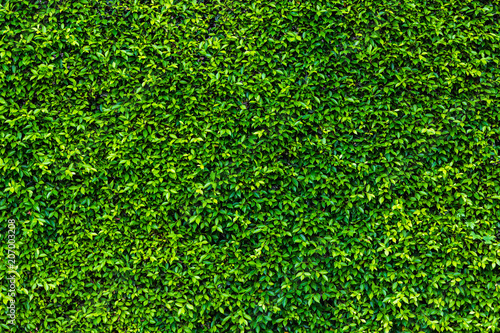 Backdrop of green leaves natural wall.