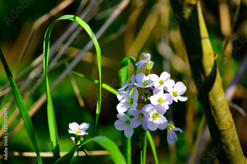 Pink Flowers, Stodmarsh, Lakes photo