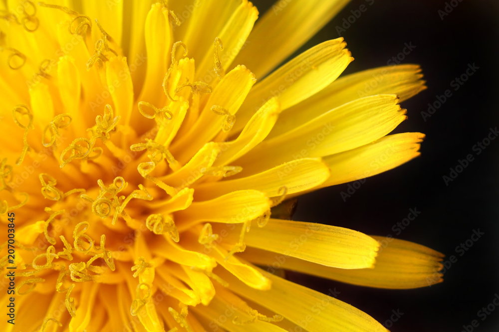 Yellow dandelion on a black background. Yellow dandelion on a black background.