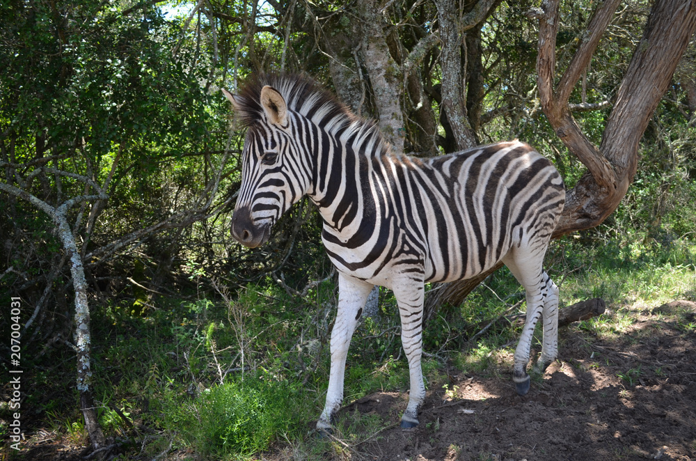 Zebra close-up in park in South Africa Zebra close-up in park in South Africa