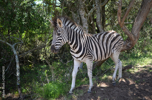 Zebra close-up in park in South Africa