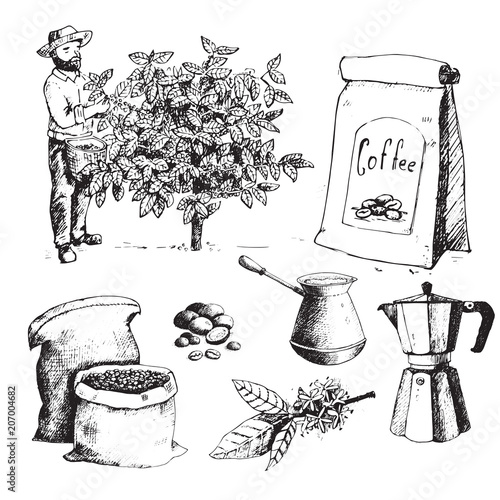 Coffee production hand drawn farmer picking beans on tree and vintage drawing drink retro cafe collection sketch dessert vector illustration.